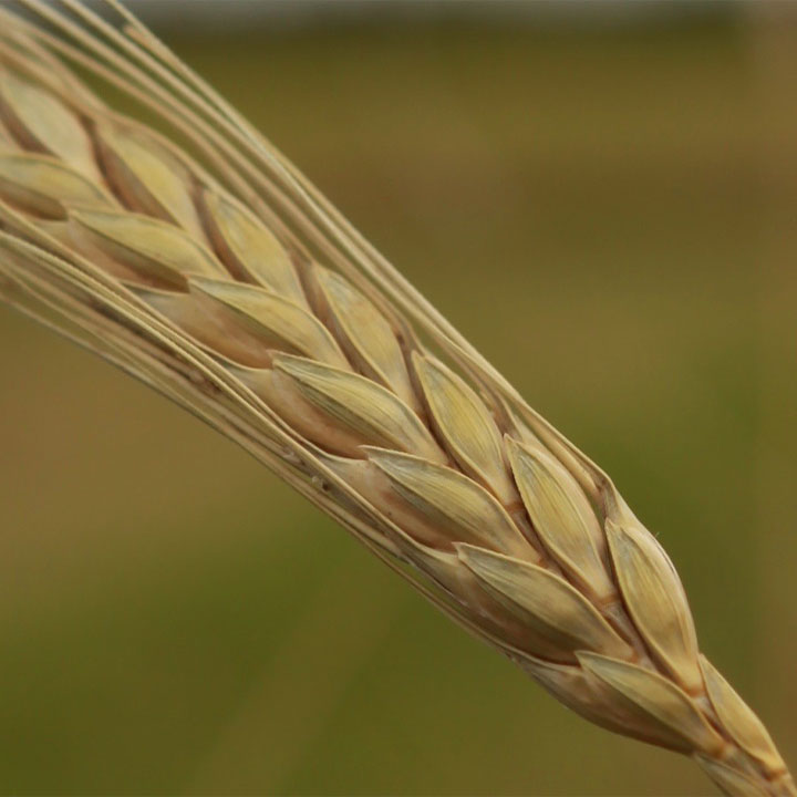 Einkorn Urgetreide-Sorte