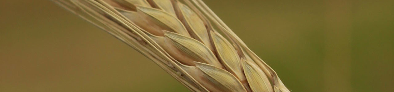 Einkorn Urgetreide-Sorte