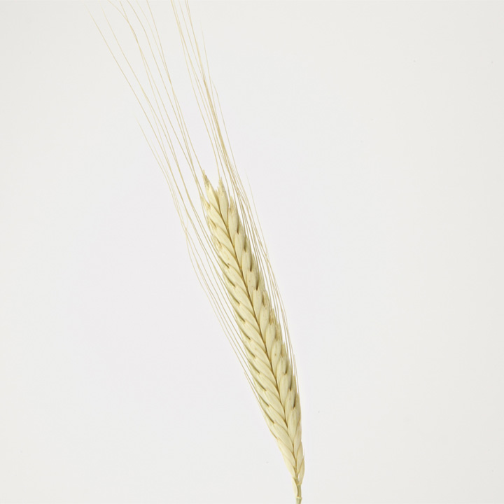 Charakteristik Einkorn Urgetreide-Sorte