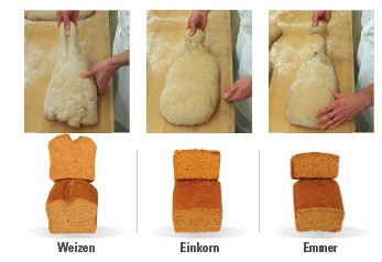 Verarbeitung Einkorn Urgetreide-Sorte