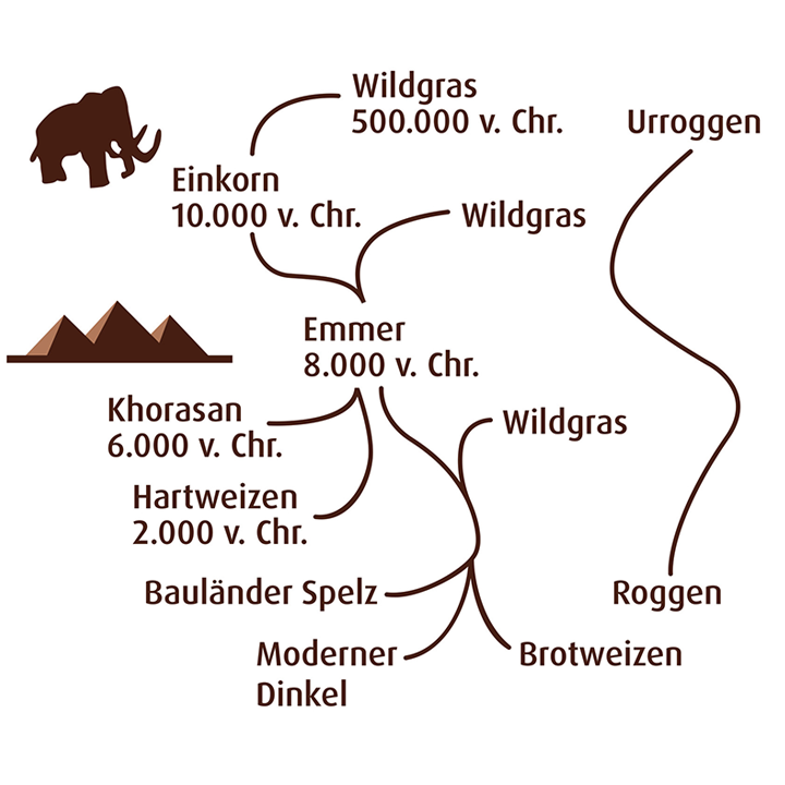 Urgetreide-Sorten Entstehung
